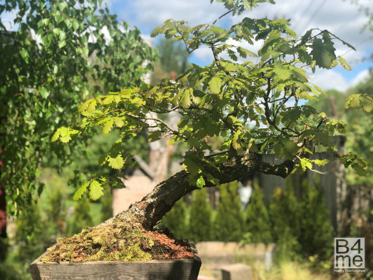 Oak bonsai
